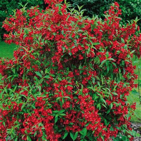 1 X Weigela Red Prince Deciduous Shrub Hardy Garden Plant In Pot Ebay