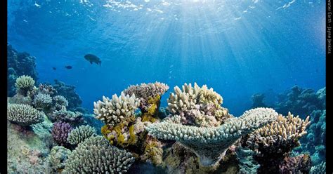 New Website Provides Panoramic Images Of Worlds Coral Reefs Cbs News
