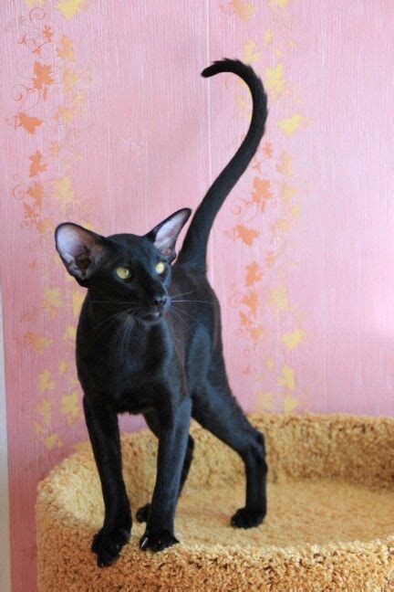 Cat Breed With Pointy Ears