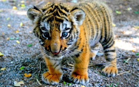 · take care of the cutest tiny tiger lili! Baby Tiger Pictures wallpaper | 1920x1200 | #74454