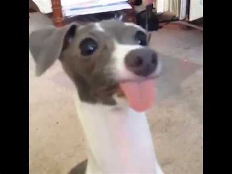 The other reasons some cats stick their tongue out require a trip to the vet. This Dog's Tongue Has A Mind Of Its Own