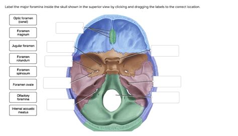 SOLVED Label The Major Foramina Inside The Skull Shown In The Superior