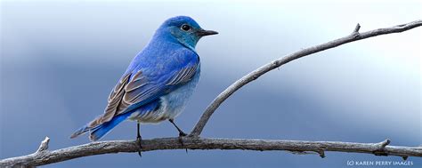 Songbird is a discontinued music player originally released in early 2006 with the stated mission to incubate songbird, the first web player, to catalyze and champion a diverse, open media web. Songbird Program - Biodiversity Research Institute ...