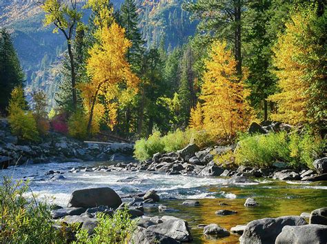 Fall Colors And Green Conifers In Tumwater Canyon Photograph By Steve