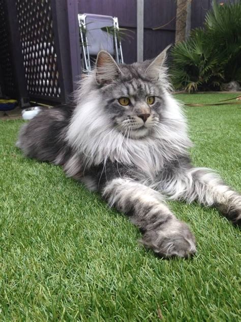 Inquire about a cat, meet them virtually, then apply to adopt remotely. 17 Best images about chats Maine Coon =^..^= on Pinterest ...