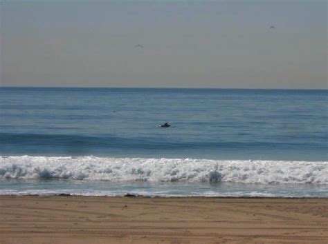 Dolphins Zuma Beach Malibu California 13 Zuma Beach I Flickr