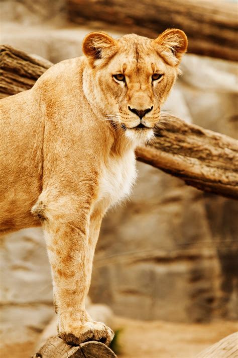 hình ảnh Động vật có xương sống Động vật có vú Động vật hoang dã sư tử felidae Động vật