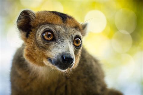 Lemurs Of Madagascar Photo Gallery Africa Geographic