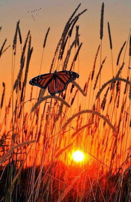 Butterfly In Glowing Sunset Beautiful Butterflies Beautiful Sunset