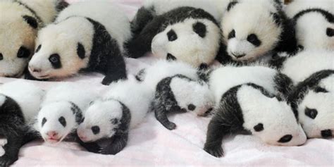 Problem Solved This Panda Has Been Giving Birth Over And Over Without