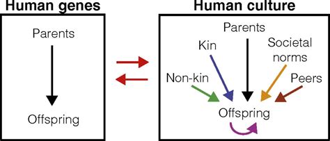 Cultural Evolutionary Theory How Culture Evolves And Why It Matters Pnas