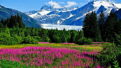 Hd Wallpaper Alaska Mountains Glaciers Cliffs Flowers Nature