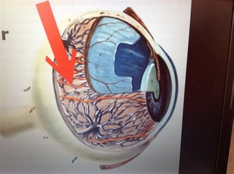Eye Anatomy Parts Of The Vascular Tunic Flashcards Quizlet