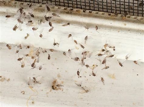 Does Anybody Know What These Little Flies Are Pest Control Diy