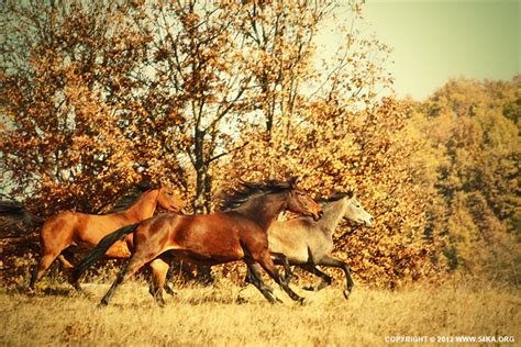 Autumn Horses Iv 54ka Photo Blog