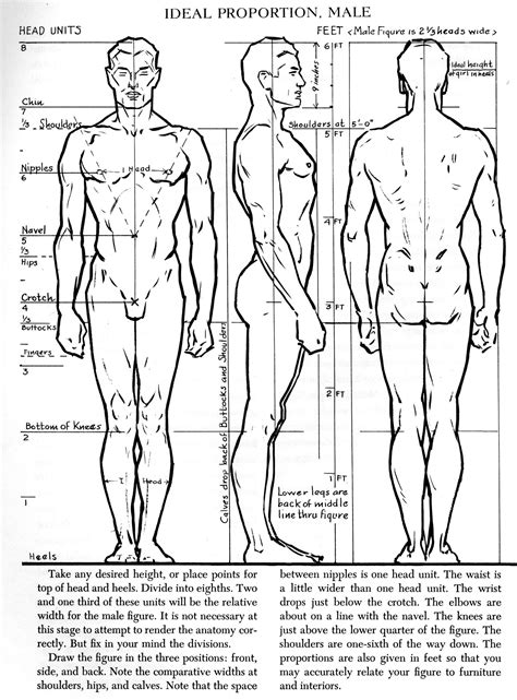 Human Body Proportions Drawing Sheet Sketch Coloring Page The Best