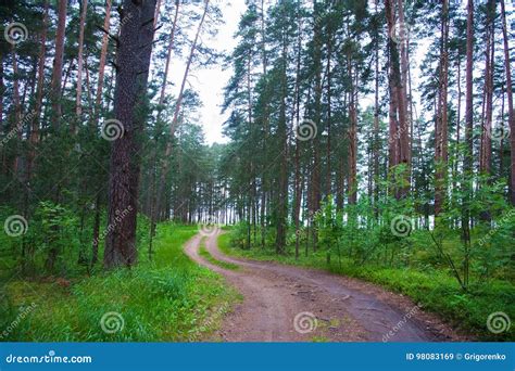 Winding Dirt Road Through The Forest Stock Image Image Of Scenic