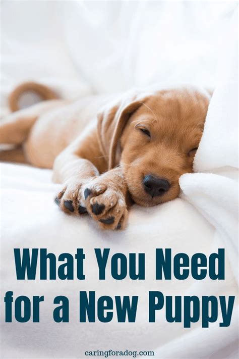 New Puppy Essentials What Do You Really Need Caring For A Dog