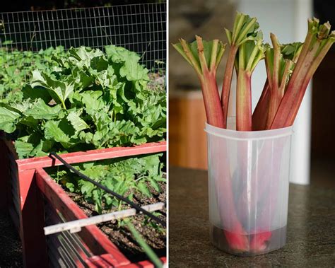 How to grow rhubarb in the garden or pots. rhubarb-jam-process2 | Ten Acre Baker