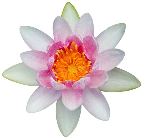 Water Lily Or Lotus Flower Stock Image Image Of Nectar 31129699
