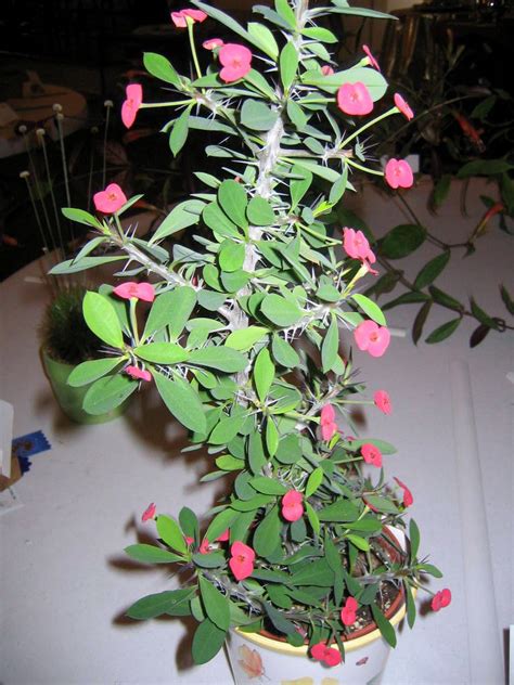 Crown of thorns, one of the oldest houseplants because of its indestructible nature and its ability to adapt to a home environment. No pain involved in growing Crown of Thorns plant - silive.com