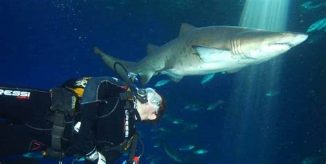 3 Activités Incroyables Avec Des Requins à Palma Aquarium Allez Vous