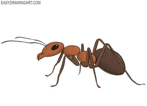 25 Easy Ant Drawing Ideas How To Draw An Ant