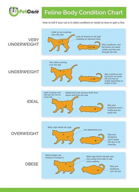 how to tell if your cat is overweight what is a healthy weight for a cat and what should you