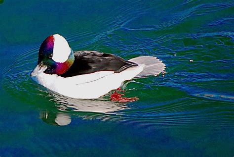Bufflehead A Diving Duck The Smallest Diving Duck In Nor Flickr