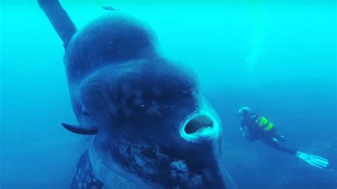 25 Terrifying Sea Creatures That Actually Exist Youtube