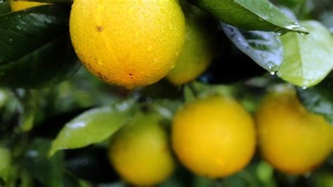 No Cure Greening Continues To Decimate Florida Citrus