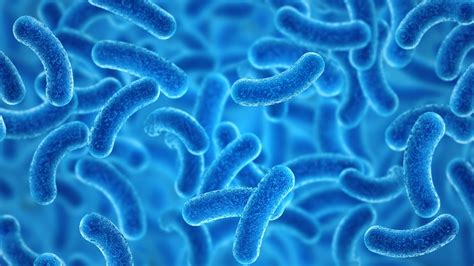 Bacterial Genomics Fermentation And Probiotics Nizo