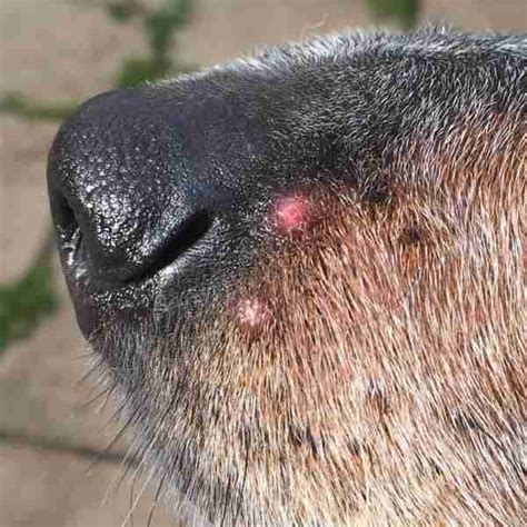 Bumpy Nose On Dogs