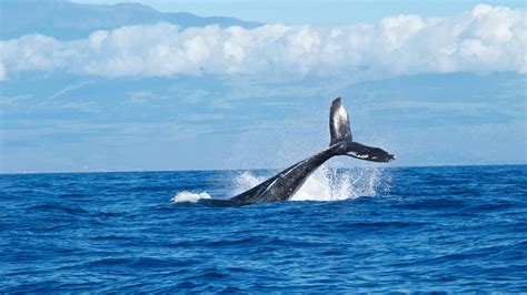 Wal Stirbt An Plastik Im Meer An Der Küste Vor Den Philippinen Noizz