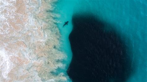 3840x2160 Aerial View Of Shark Inside Deep Sea 4k Wallpaper Hd Nature