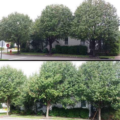 Pruning And Shaping Bradford Pear Trees Before And After Green Rose