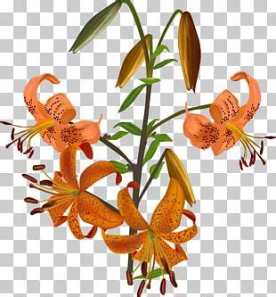 Tiger Lily Lilium Bulbiferum Easter Lily Arum Lily PNG Clipart