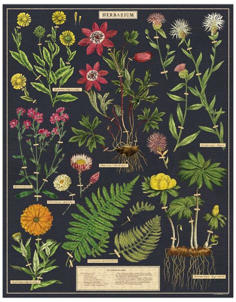 Herbarium Puzzle - Cavallini Prints - Exit9 Gift Emporium