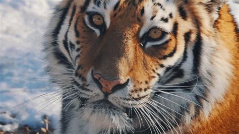 Amur Tiger The Biggest Cat In The World Youtube