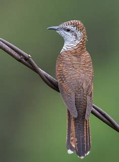 Emang berdosa banget, dan bersuara selirih itu burung emprit gantil ini selalu bertengger di pucuk2 pohon yg paling tinggi. Bentuk Burung Prit Gantil : 13 Ciri Ciri Burung Pipit ...