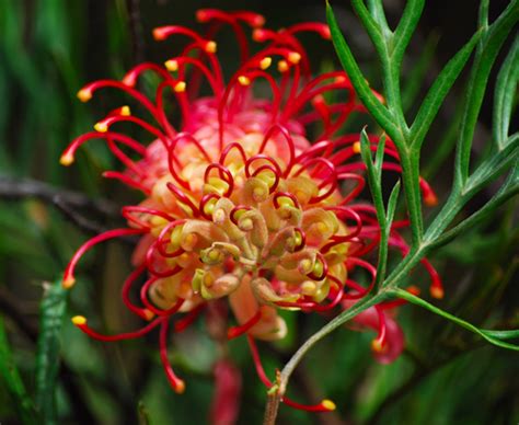 australian native plants gardening australia guide