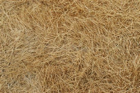 Texture Of Dry Yellow Hay Straw Background Stock Image Image Of