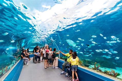 Dive Into The Depths Exploring The Wonders Of Cebu Ocean Park