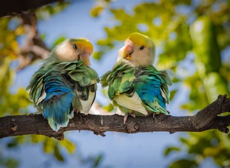 Rosy Faced Lovebird Owen Deutsch Photography