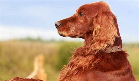 Irish Setter Puppy Area