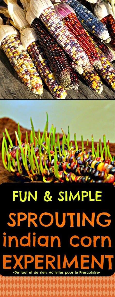 Science experiment: Sprouting indian corn for Halloween or ...