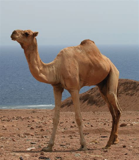 Dromedary Camels and MERS | Global Health | JAMA | JAMA Network