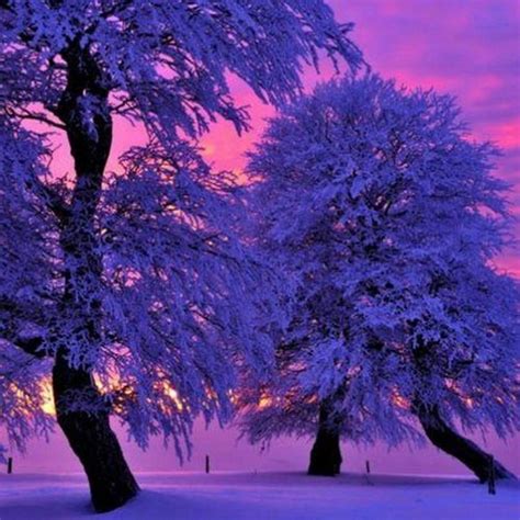 Winter Purple Sunset Winter Sonnenuntergang Schöne Natur Winter Szenen