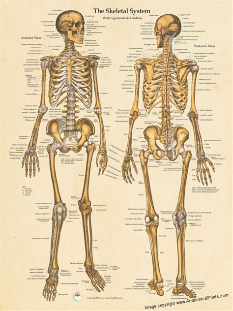 The Skeletal System Ligaments And Tendons Poster Clinical Charts And