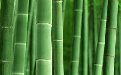 Bamboo Tree Wallpapers Admin Comment August